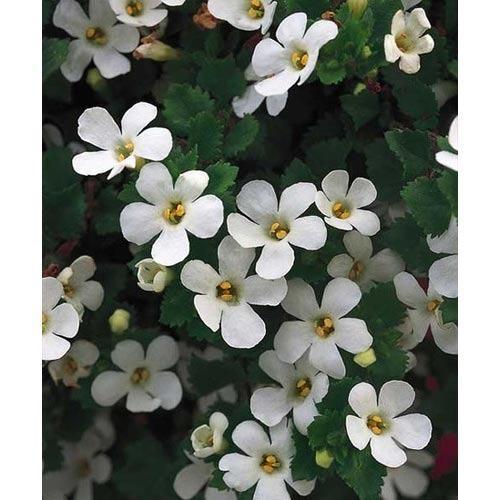 Green Heaven Bacopa Monnieri Extract, Pack Size: 5 kg, Packaging Type: Polybag