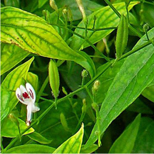 Andrographis Panicultata