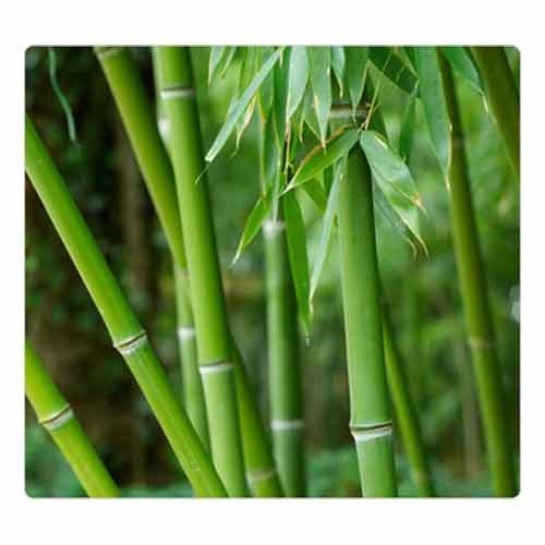 Green Heaven Bamboo Extract, Packaging Type: Polybag, Pack Size: 5 Kg