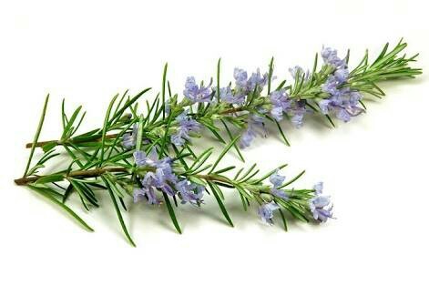 Rosemary Extract, 5 Kg