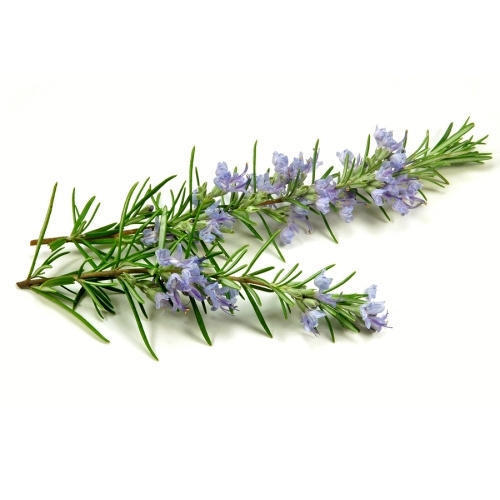 Rosemary Extract