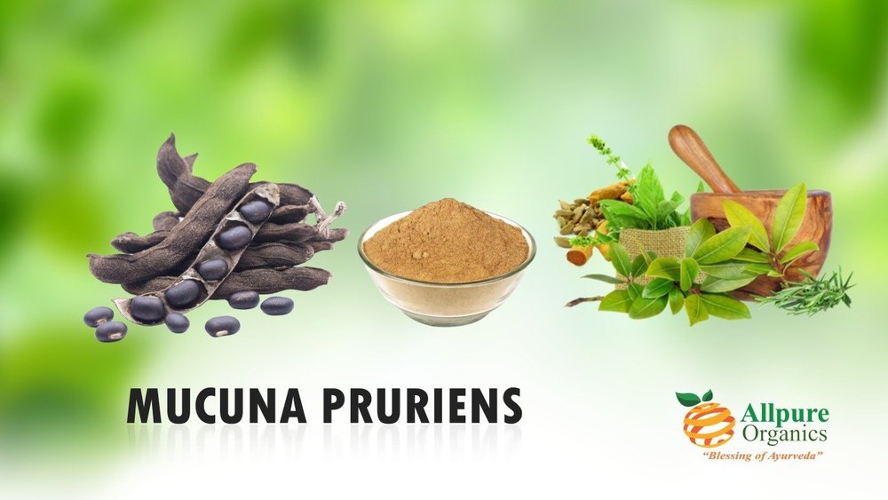 Mucuna Pruriens Extract, Packaging Type: 25kg hdpe drum