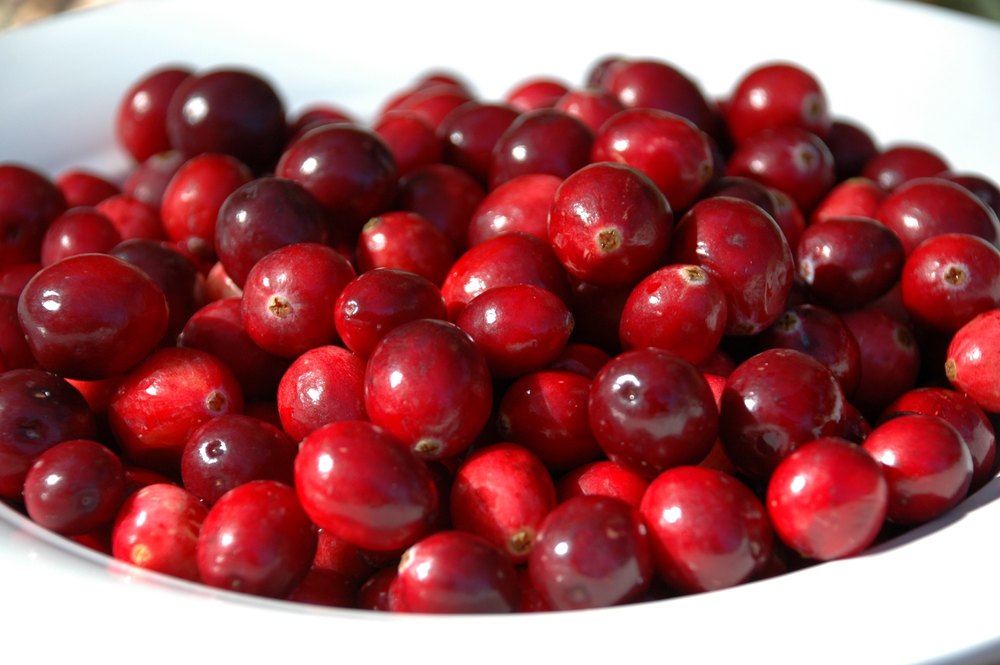 Cranberry Extract, Pack Size: 5 Kg