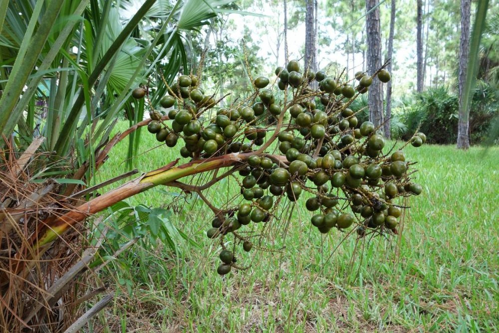 Kamakhya Saw Palmetto Oil (CO2 Extracted), Packaging Type: Bottle, Drum