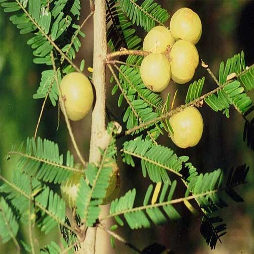 Amla Extract