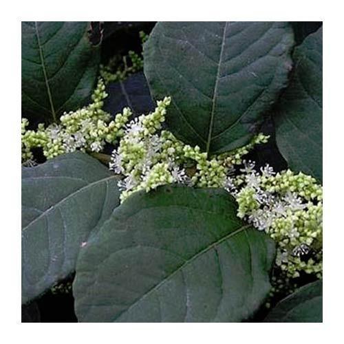 Green Heaven Resveratrol Extract, Pack Size: 5 kg