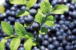 Bilberry Extract, Pack Size: 5 Kg