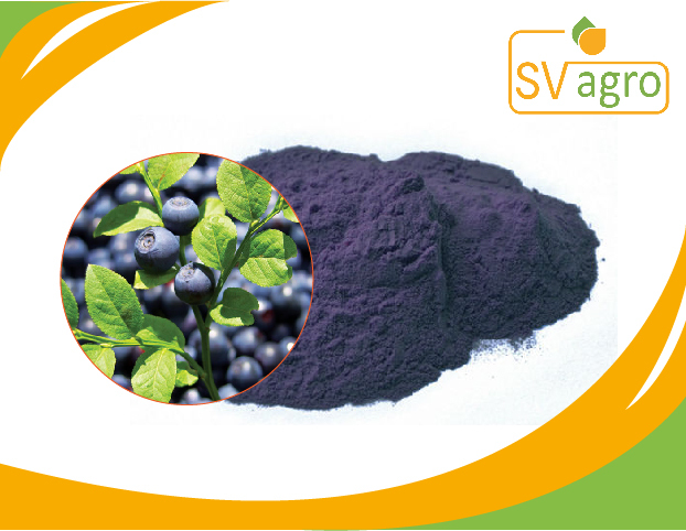 SV AGRO Bilberry Extract, Packaging Type: PP Polybags and HDPE Drums