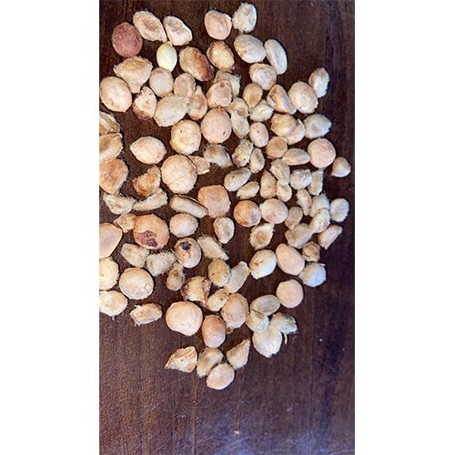 Aegle Marmelos Seed, Packaging Type: HDPE Bag, Packaging Size: 1 Kg