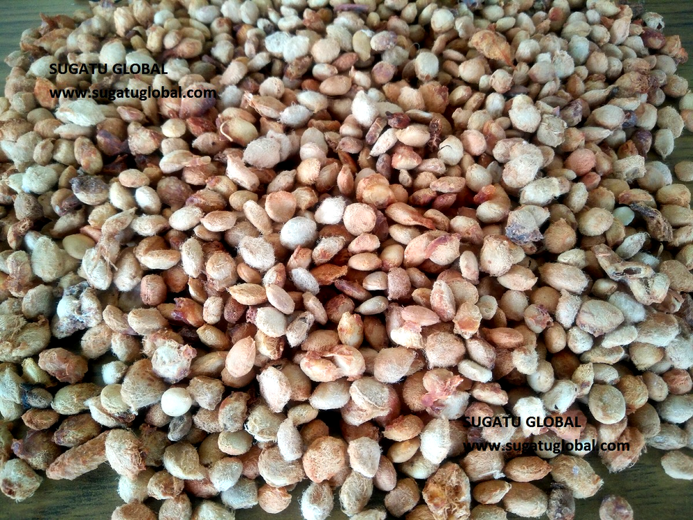 Aegle Marmelos Seeds