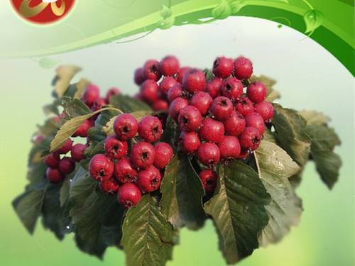 Green Heaven Hawthorne Berry Extract, Pack Size: 5 kg, Packaging Type: Polybag