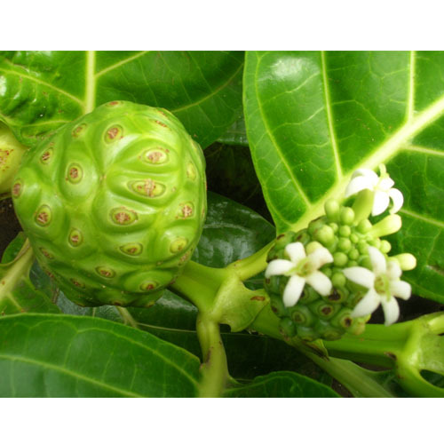 Morinda Citrifolia Extract