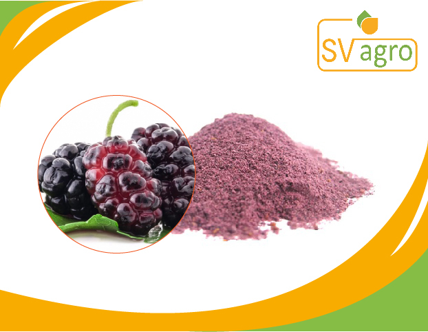 SV AGRO Powder Mulberry Fruit Extract, Packaging Type: Pp Polybags, Hdpe Drums, Pack Size: 25kg