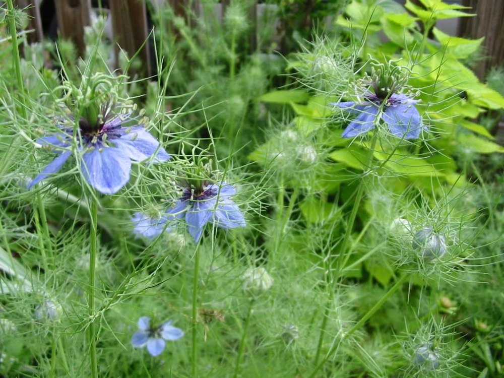 Black Cumin Extract/Nigella Sativa/Black Caraway/Nigella, Kalojeere, And Kalonji