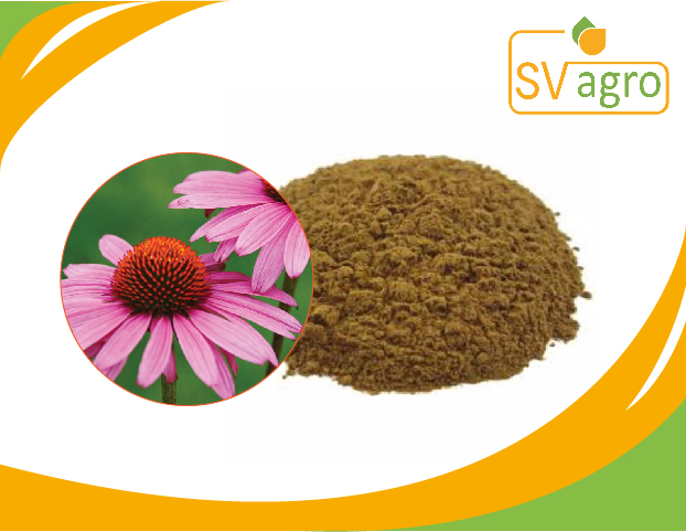 Sv AGRO Echinacea Extract, Packaging Type: PP Polybags And HDPE Drums