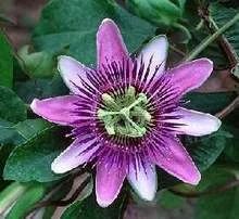 True Passion Flower Extract