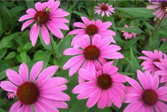 Alpspure Echinacea Purpurea Extract, Packaging Type: HDPE Drums & LDPE Bags