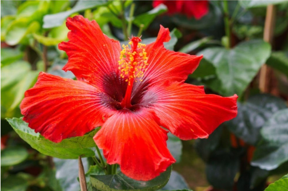 Hibiscus Herbal Extract, Packaging Type: Loose