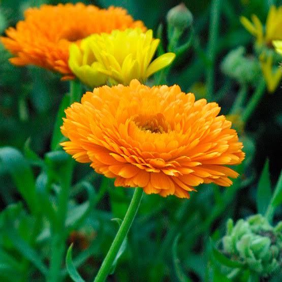 Calendula Officinalis Extacts