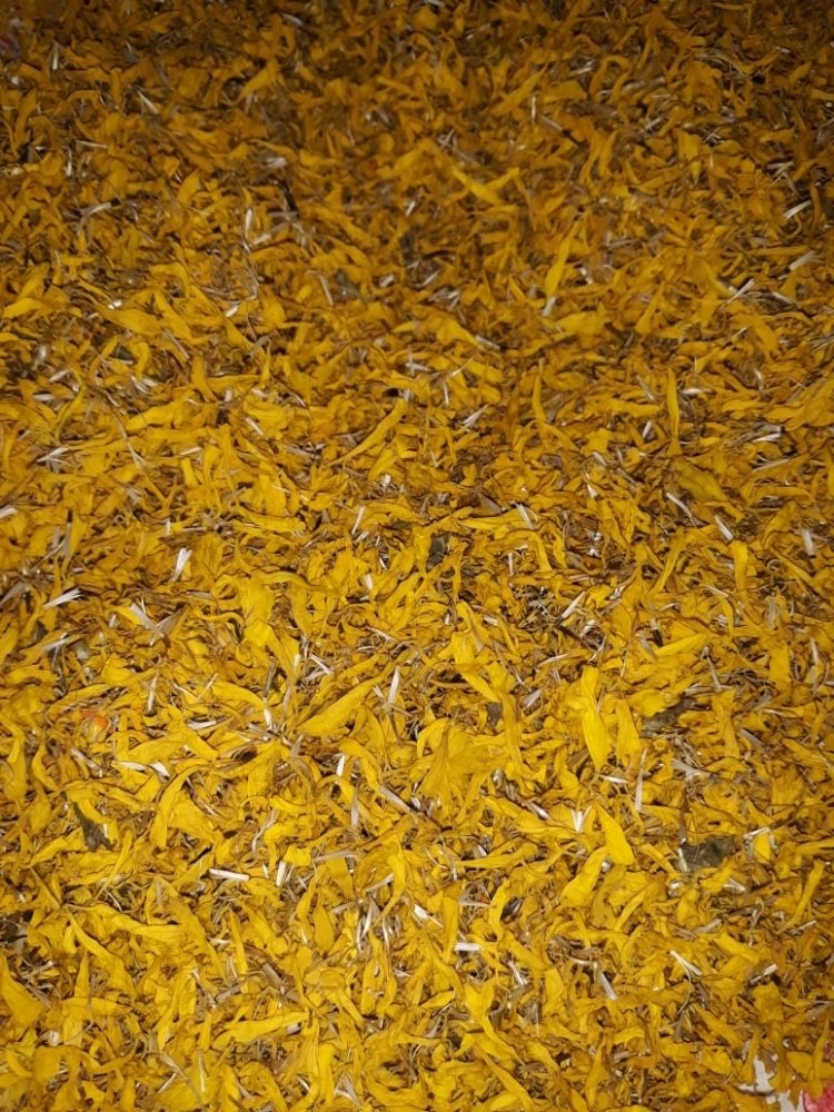 Calendula Petals, Packaging Size: 10kg