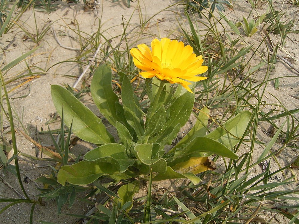 Calendula Officinalis Extract