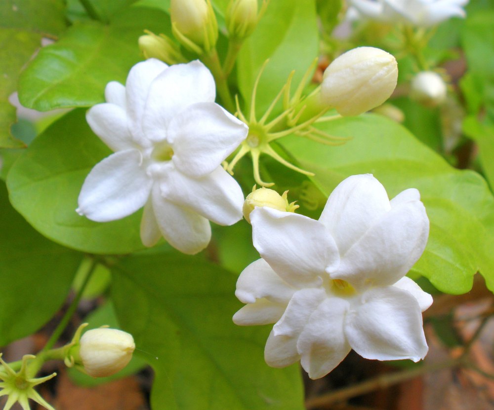 Jasmine Sambac Absolute, For Fragrance