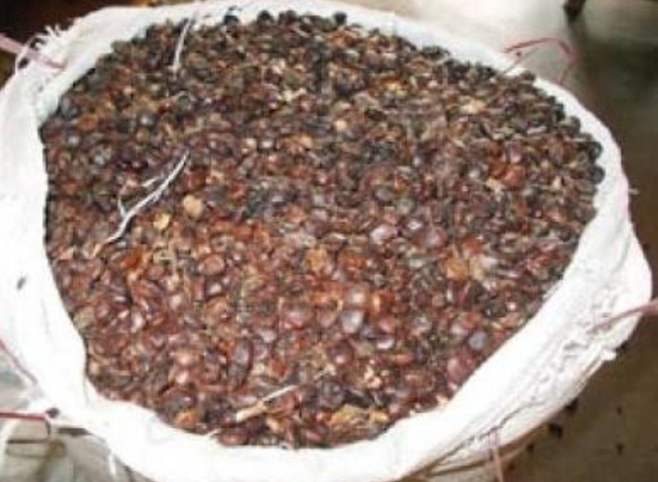 Tamarind Seed, Packaging Type: PP Bag, Packaging Size: 50 kg img