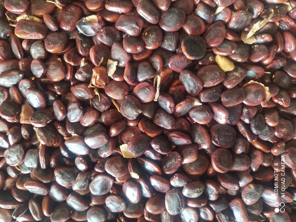 Catch Brown Organic Tamarind Seeds, Packaging Type: Gunny Bag, Packaging Size: 100g