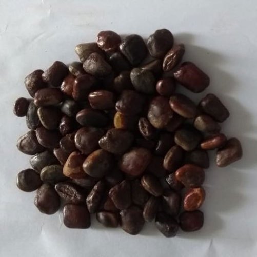 contam Brown Tamarind Seeds, Packaging Type: Gunny Bag, Packaging Size: 50-100 kg