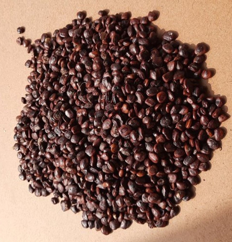 Brown Natural Tamarind Seed, Packaging Type: Loose