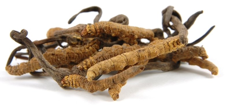 Cordyceps Sinensis Extract, Packaging Type: Packet