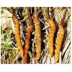 Cordyceps Sinensis Extracts