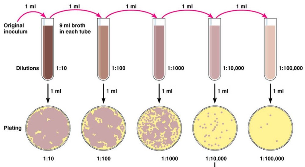 Lactobacillus Enumeration