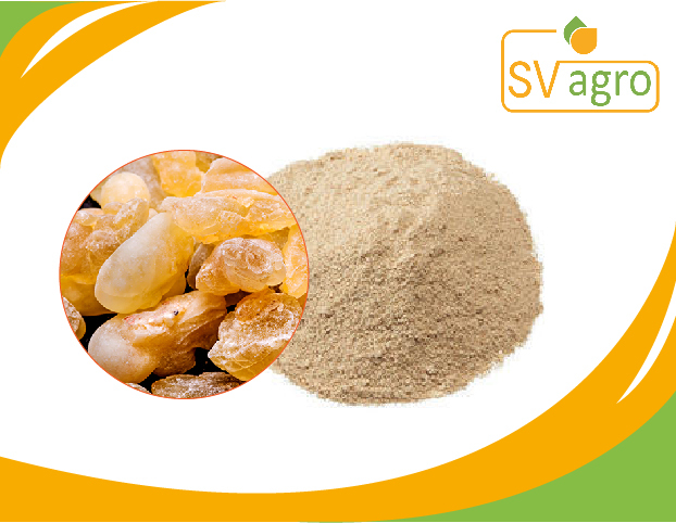 Powder Boswellia Extract Sallai Guggul Extract