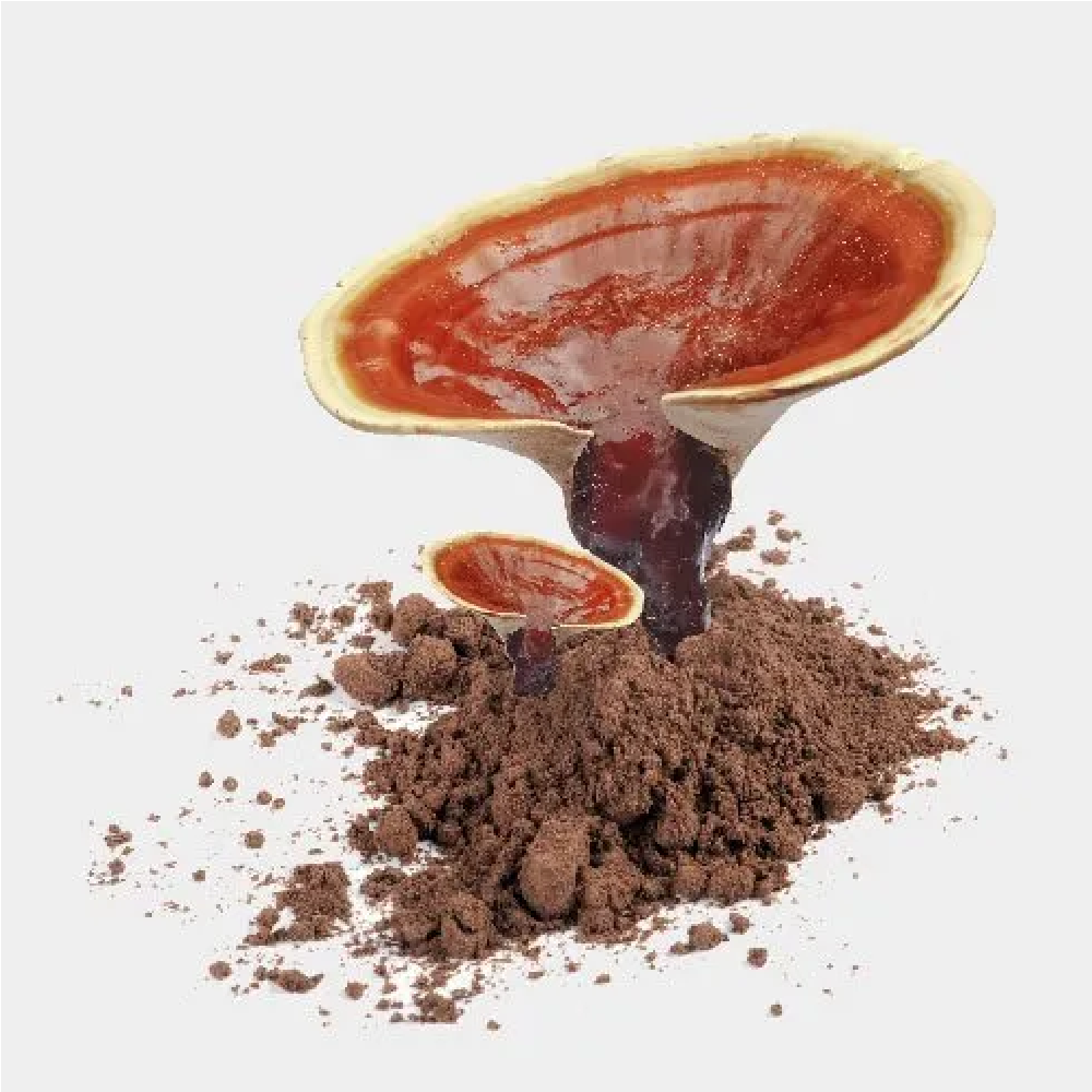 Ganoderma Extract Powder