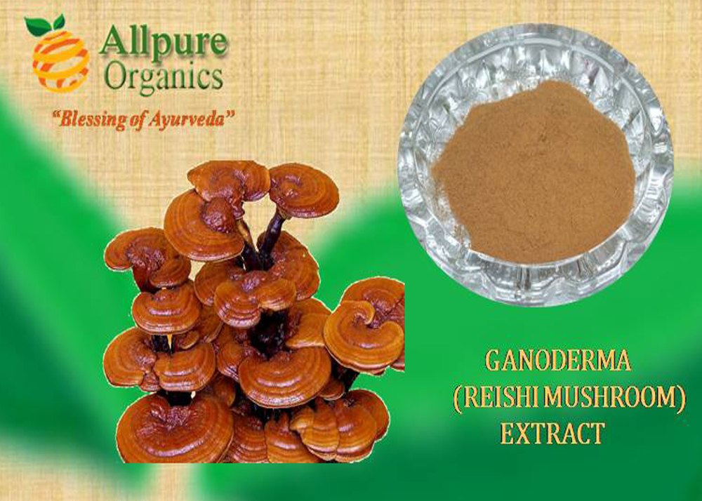 Ganoderma Lucidium Extract 20%