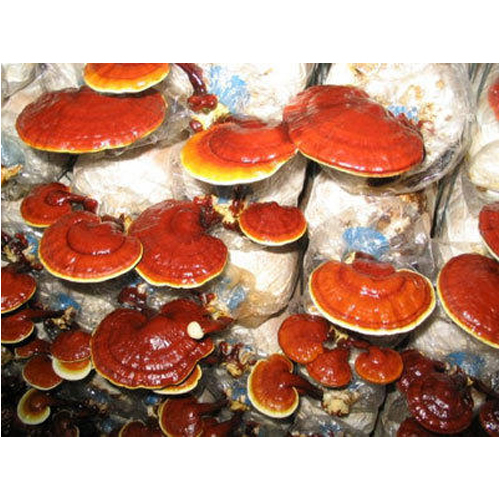 Ideal Ganoderma Dry Extract, Packaging Type: Packet