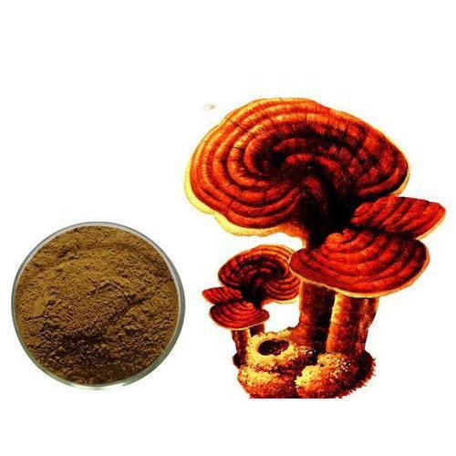 Phyto Herbal Ganoderma Extract, Packaging Type: HDPE DRUM