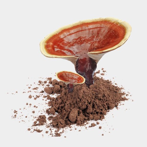 Ganoderma Extract Powder