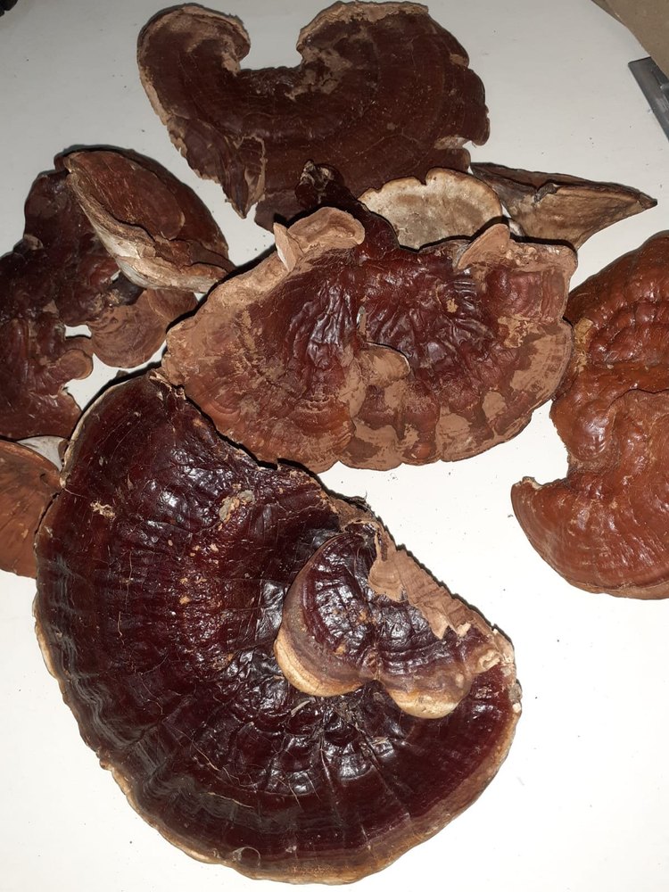 A Grade Brown Dried Ganoderma Mushroom, Loose