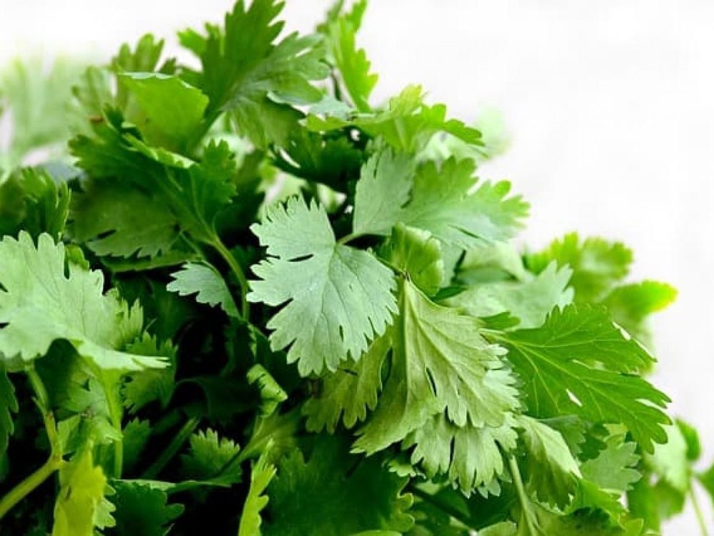 Green Natural Loose Coriander Leaves, For Food img