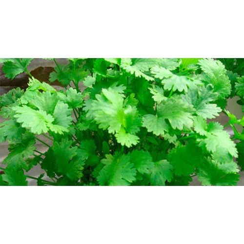 Coriander Leaves, Pesticide Free (for Raw Products), Packaging: Jute Bag