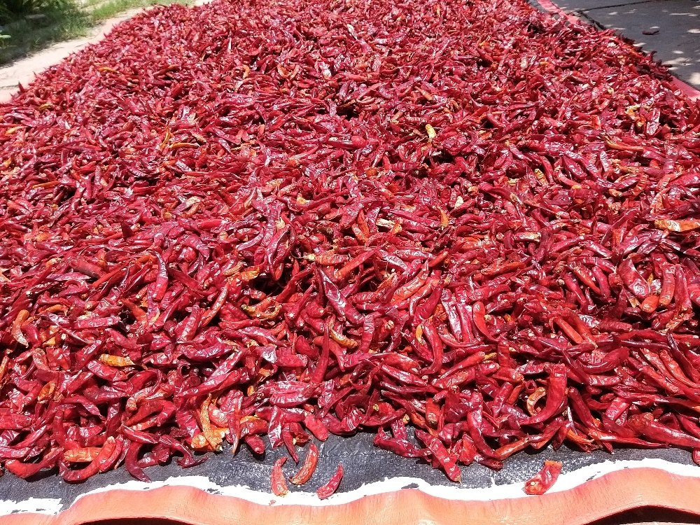 Stemless Dry Red Chilli, Uttar Pradesh