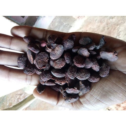 Kokum Seeds (Garcinia Indica seed)