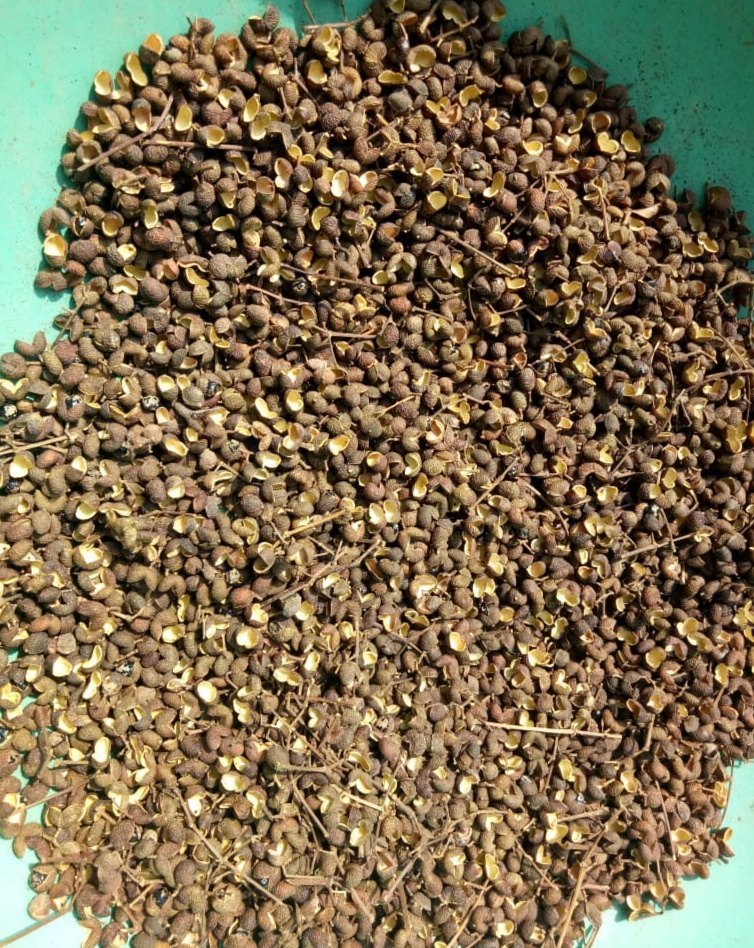 Dried chirphal (sichuan pepper), Packaging Size: 30 kg