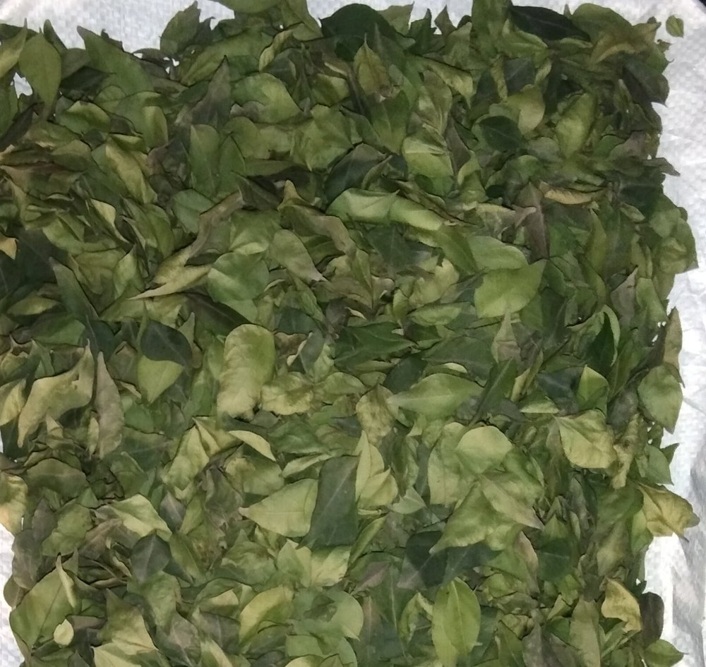 A Grade Dry Curry Leaf, Plastic Bag, Packaging Size: 10 Kg