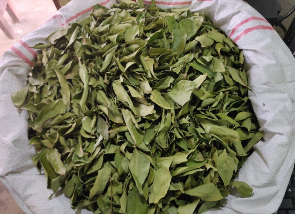 A Grade Dried Curry Leaves, Plastic Bag, Packaging Size: 10 Kg