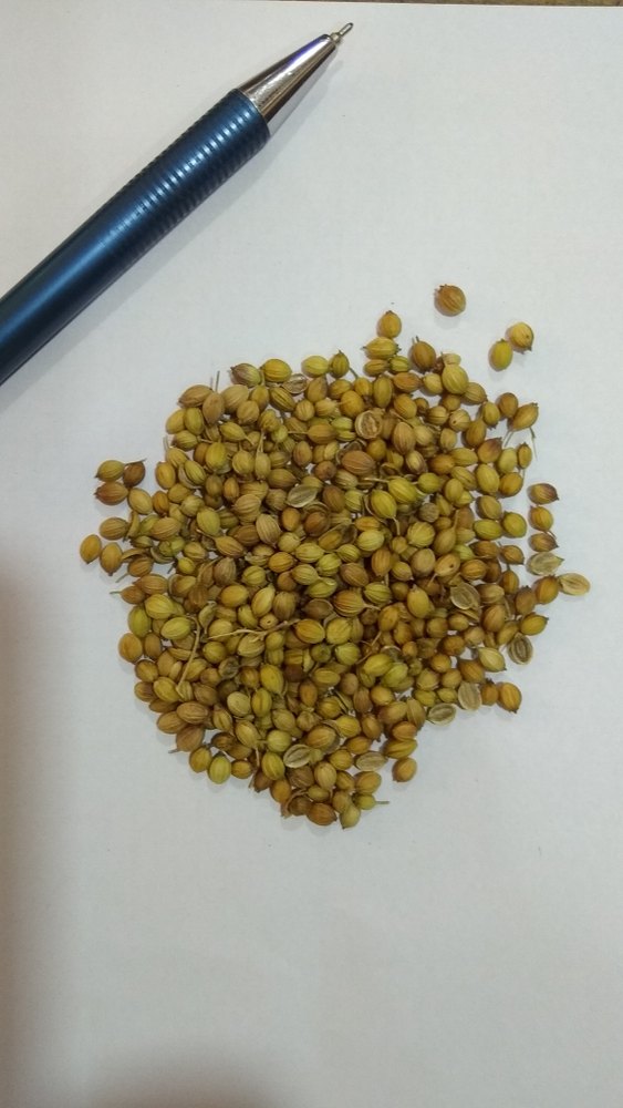 Coriander Seeds, Shape: Round