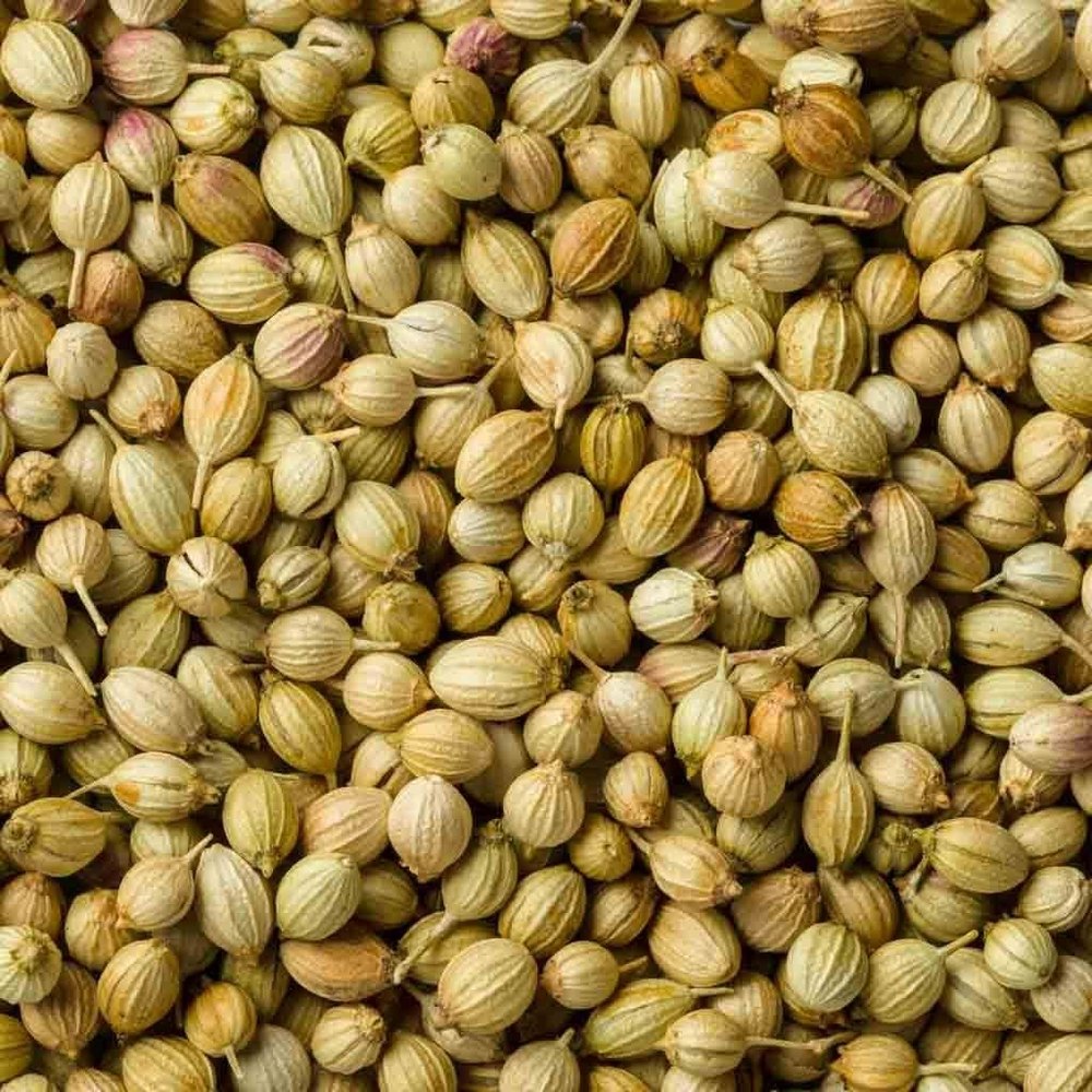 Green Coriander Seed, For Cooking