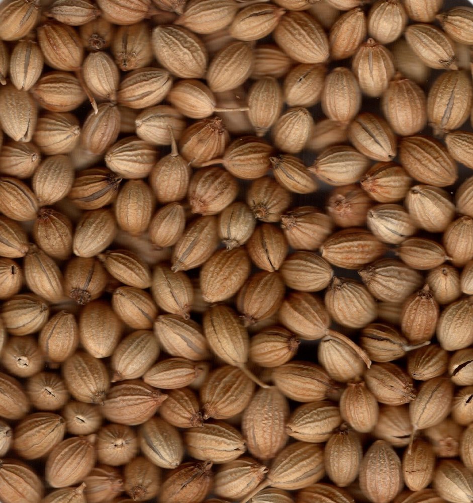 Bora Foods Coriander Seeds, Packaging Type: 40 kg, Packaging Size: Multi Layer Paper Bag